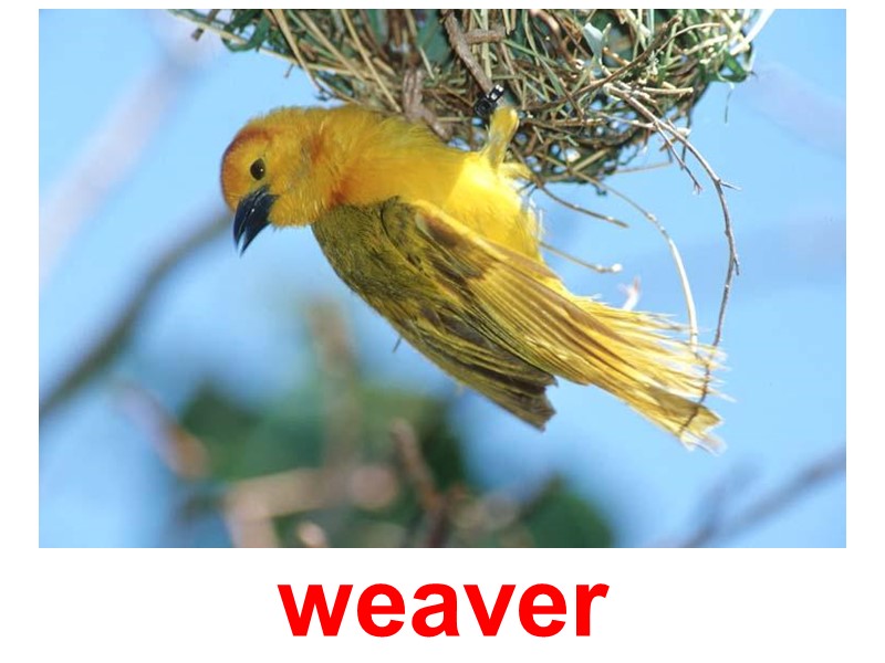weaver